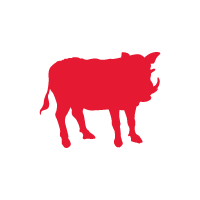 CINGHIALE